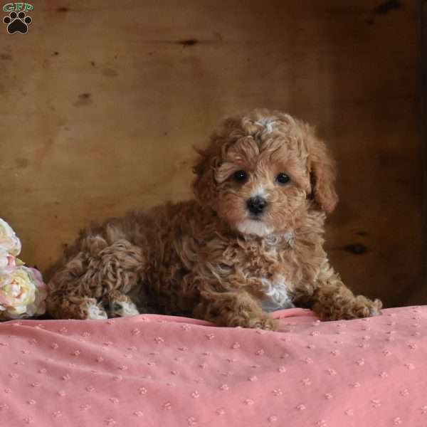 Daffodil, Miniature Poodle Puppy
